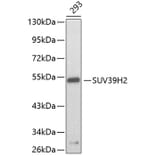 Western Blot - Anti-SUV39H2 Antibody (A3227) - Antibodies.com