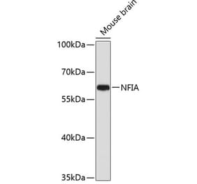 Western Blot - Anti-Nuclear Factor 1 Antibody (A11626) - Antibodies.com