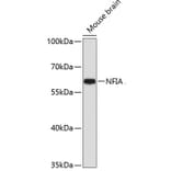 Western Blot - Anti-Nuclear Factor 1 Antibody (A11626) - Antibodies.com