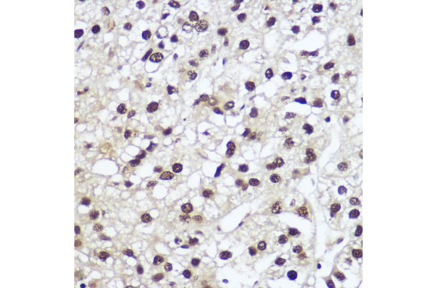 Immunohistochemistry - Anti-Nuclear Factor 1 Antibody (A11626) - Antibodies.com