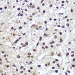 Immunohistochemistry - Anti-Nuclear Factor 1 Antibody (A11626) - Antibodies.com