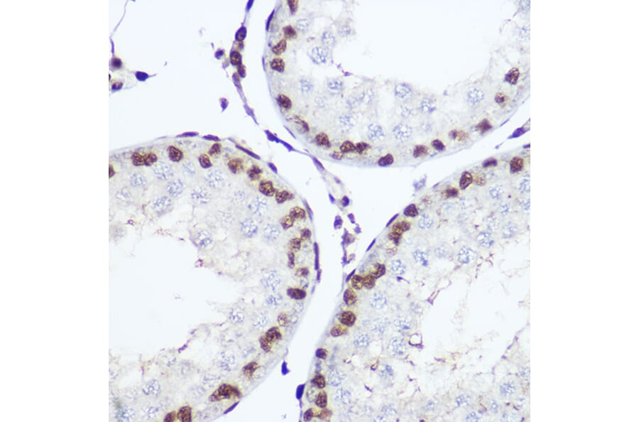 Immunohistochemistry - Anti-Nuclear Factor 1 Antibody (A11626) - Antibodies.com