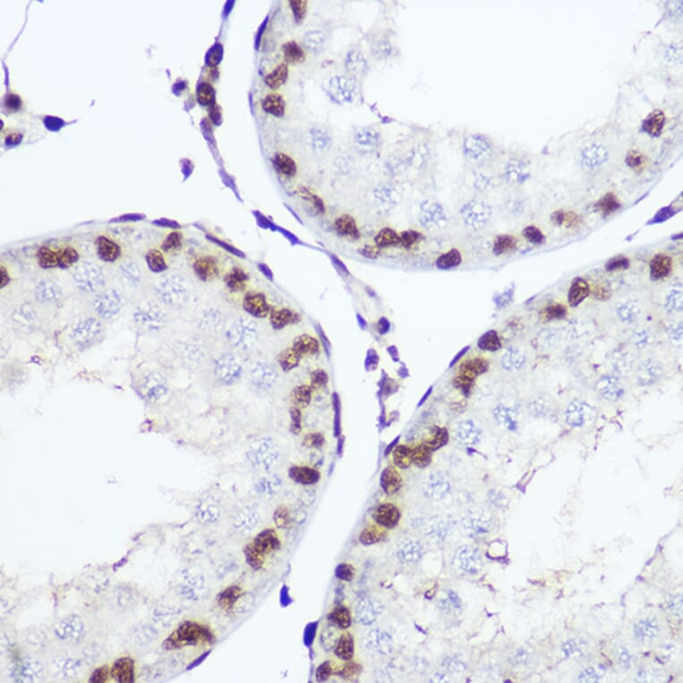 Immunohistochemistry - Anti-Nuclear Factor 1 Antibody (A11626) - Antibodies.com