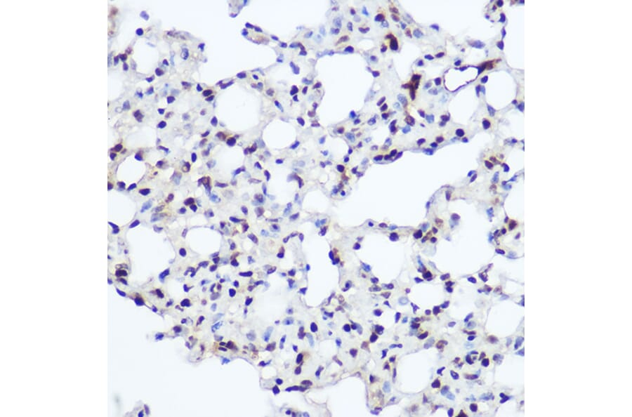 Immunohistochemistry - Anti-Nuclear Factor 1 Antibody (A11626) - Antibodies.com