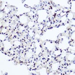 Immunohistochemistry - Anti-Nuclear Factor 1 Antibody (A11626) - Antibodies.com