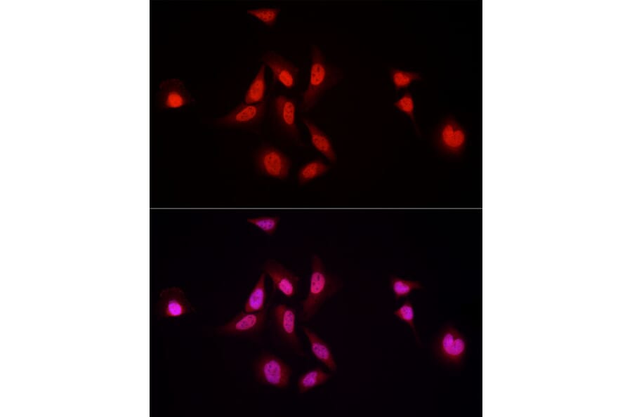 Immunofluorescence - Anti-Nuclear Factor 1 Antibody (A11626) - Antibodies.com