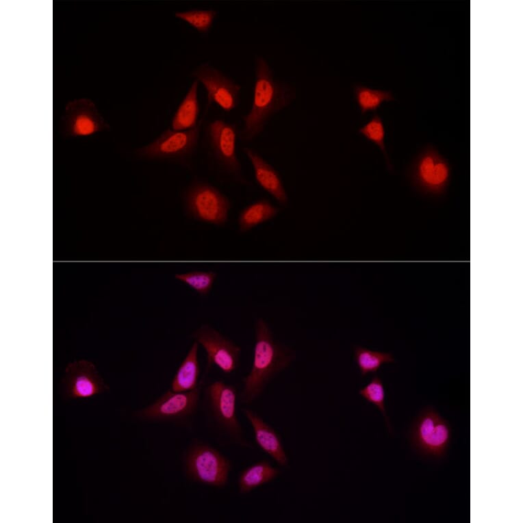 Immunofluorescence - Anti-Nuclear Factor 1 Antibody (A11626) - Antibodies.com