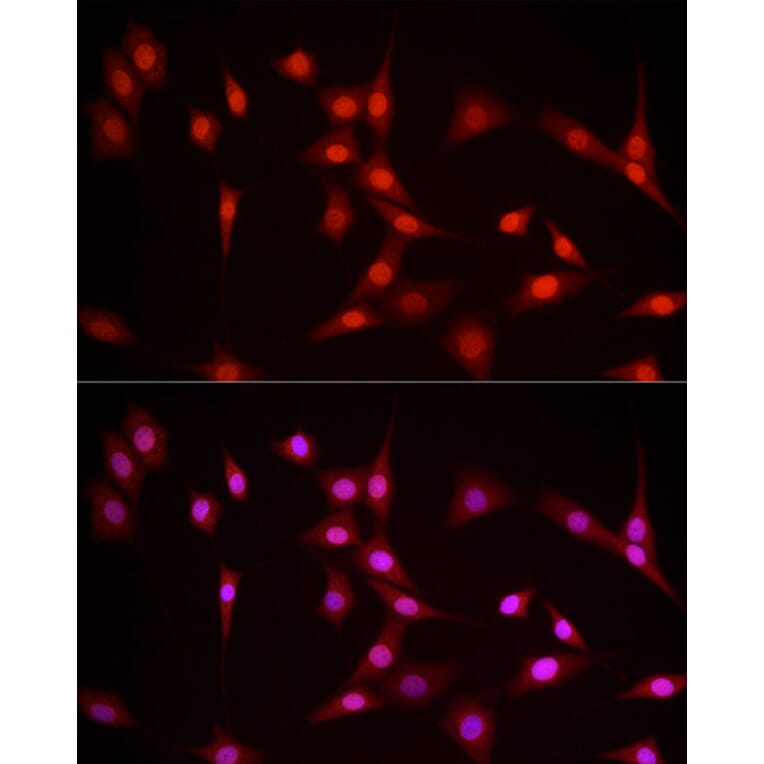 Immunofluorescence - Anti-Nuclear Factor 1 Antibody (A11626) - Antibodies.com