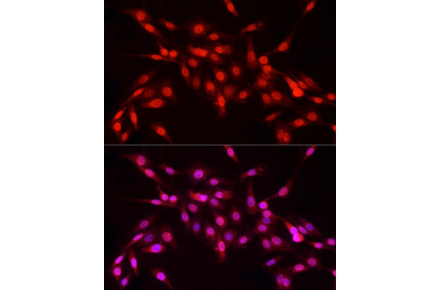 Immunofluorescence - Anti-Nuclear Factor 1 Antibody (A11626) - Antibodies.com