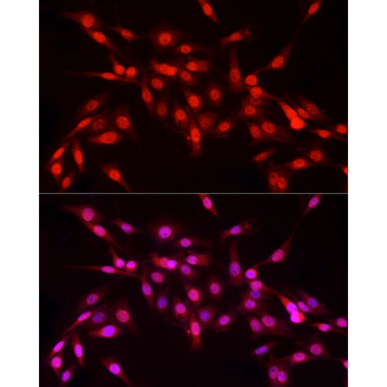 Immunofluorescence - Anti-Nuclear Factor 1 Antibody (A11626) - Antibodies.com