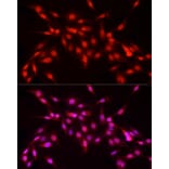 Immunofluorescence - Anti-Nuclear Factor 1 Antibody (A11626) - Antibodies.com