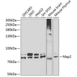 Western Blot - Anti-Map2 Antibody (A3278) - Antibodies.com