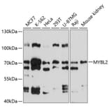 Western Blot - Anti-MYBL2 Antibody (A3310) - Antibodies.com