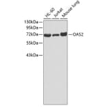 Western Blot - Anti-OAS2 Antibody (A3316) - Antibodies.com