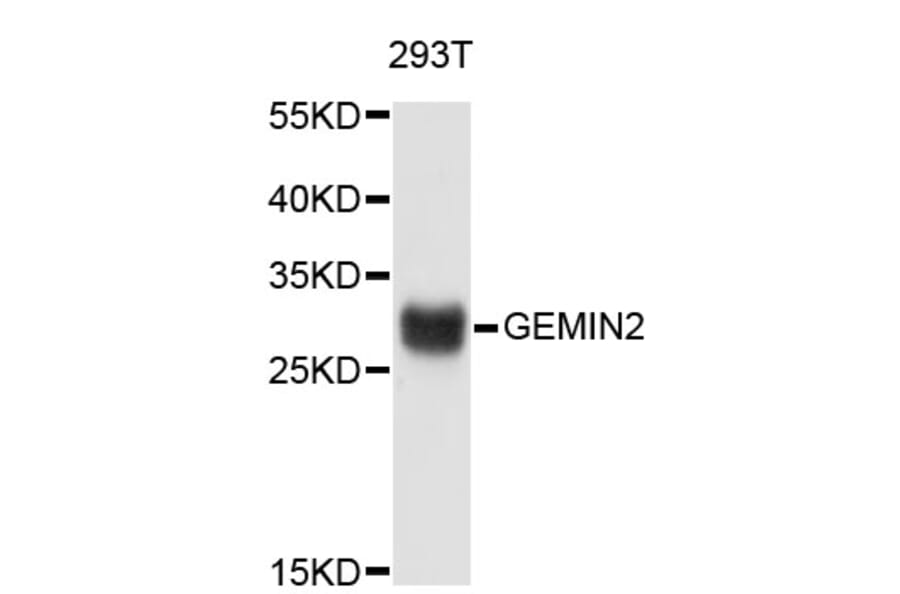 Western Blot - Anti-GEMIN2 Antibody (A3344) - Antibodies.com