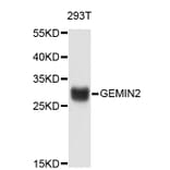 Western Blot - Anti-GEMIN2 Antibody (A3344) - Antibodies.com