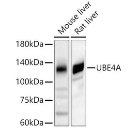 Western Blot - Anti-Ube4a Antibody (A11638) - Antibodies.com