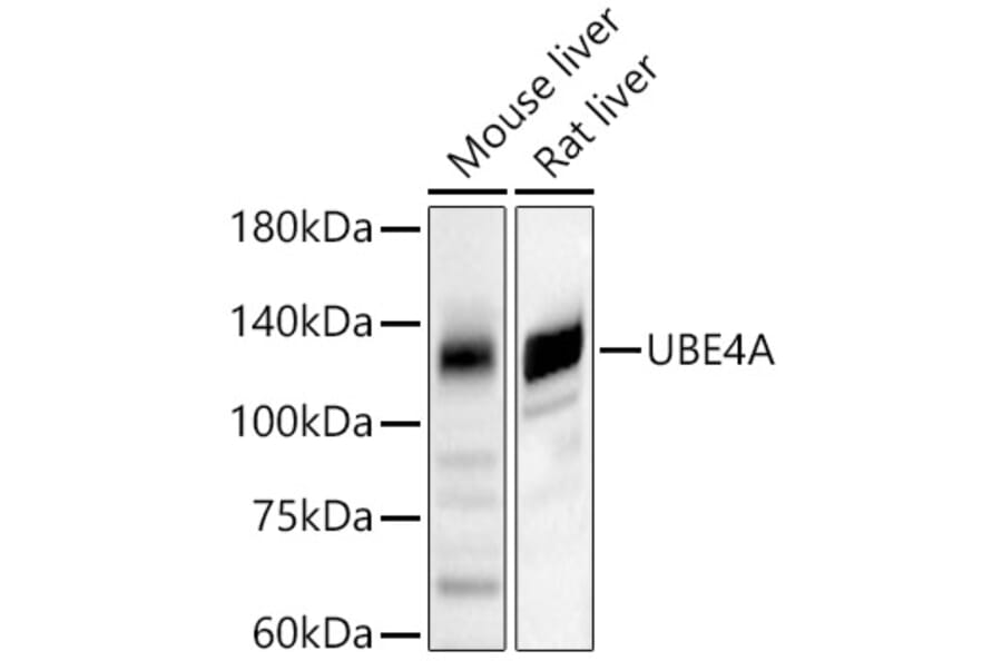 Western Blot - Anti-Ube4a Antibody (A11638) - Antibodies.com
