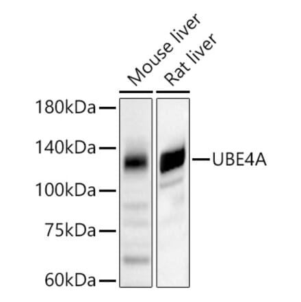 Western Blot - Anti-Ube4a Antibody (A11638) - Antibodies.com