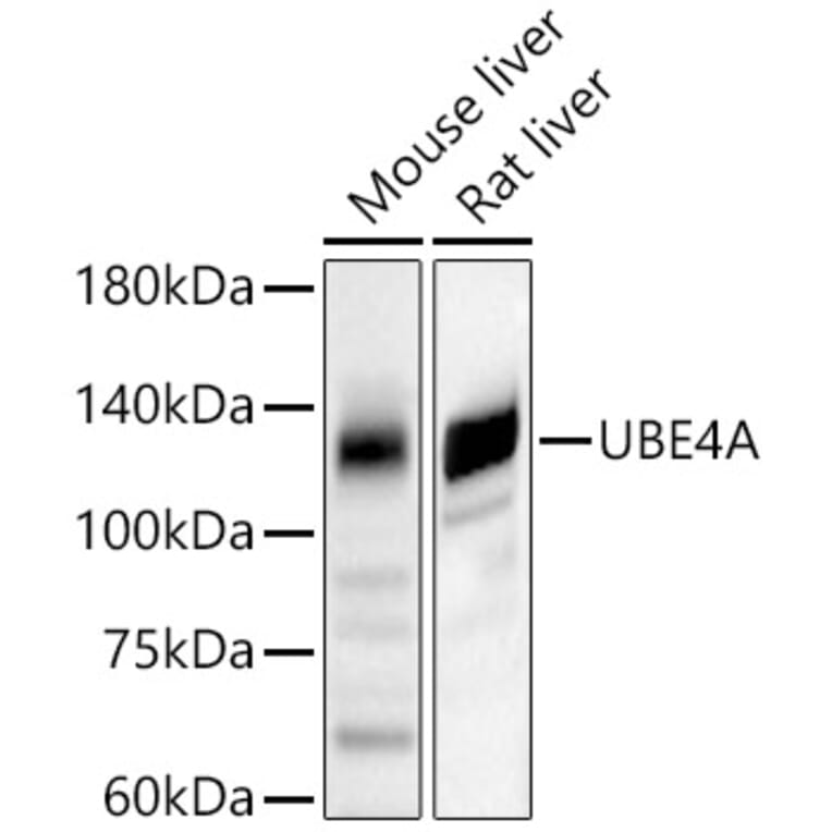 Western Blot - Anti-Ube4a Antibody (A11638) - Antibodies.com