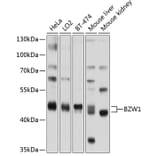 Western Blot - Anti-BZW1/Protein Orf Antibody (A11639) - Antibodies.com