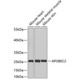 Western Blot - Anti-APOBEC2 Antibody (A3375) - Antibodies.com