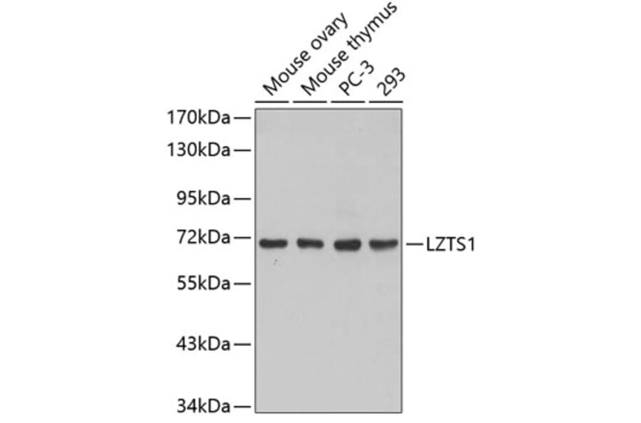 Western Blot - Anti-LZTS1 Antibody (A3380) - Antibodies.com