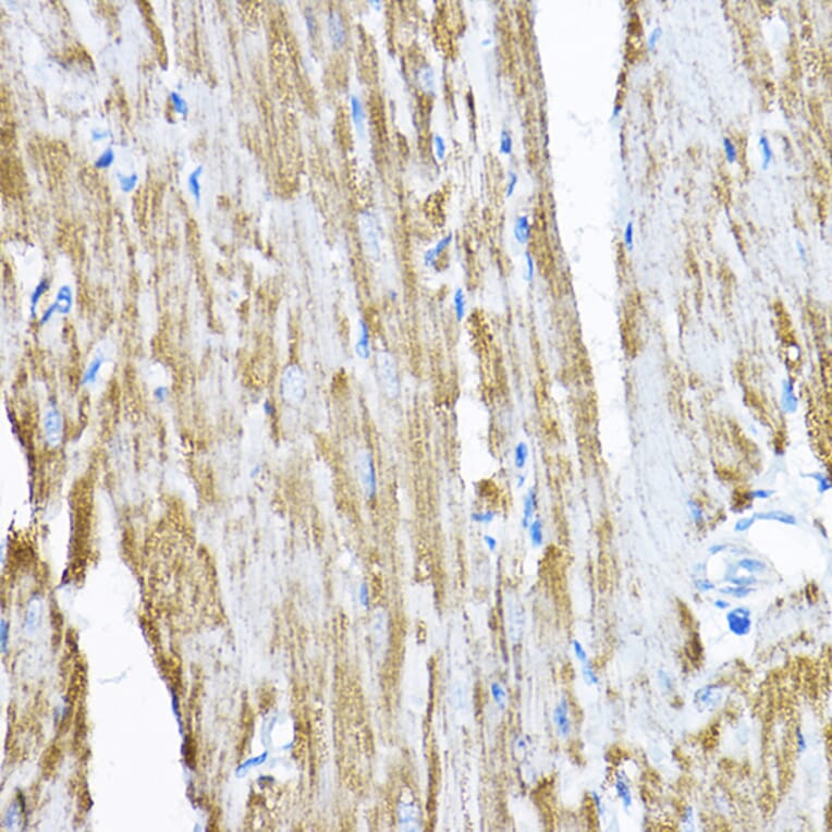 Immunohistochemistry - Anti-SAMM50/SAM50 Antibody (A11642) - Antibodies.com