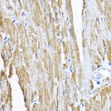 Immunohistochemistry - Anti-SAMM50/SAM50 Antibody (A11642) - Antibodies.com
