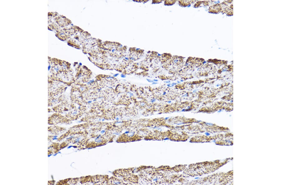 Immunohistochemistry - Anti-SAMM50/SAM50 Antibody (A11642) - Antibodies.com