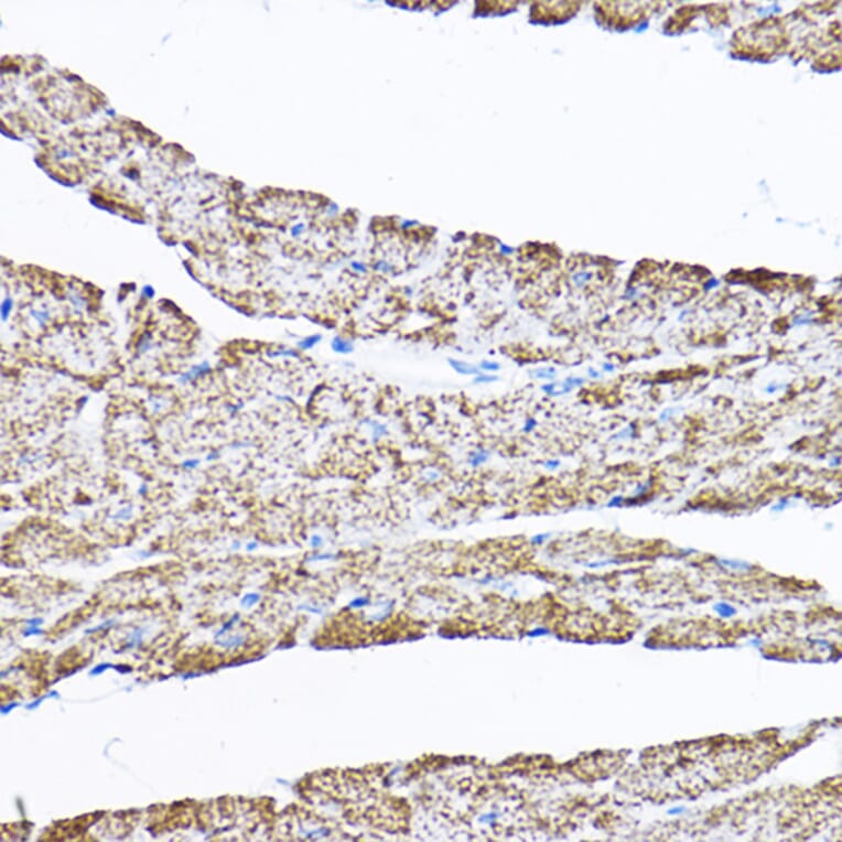 Immunohistochemistry - Anti-SAMM50/SAM50 Antibody (A11642) - Antibodies.com
