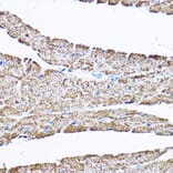 Immunohistochemistry - Anti-SAMM50/SAM50 Antibody (A11642) - Antibodies.com