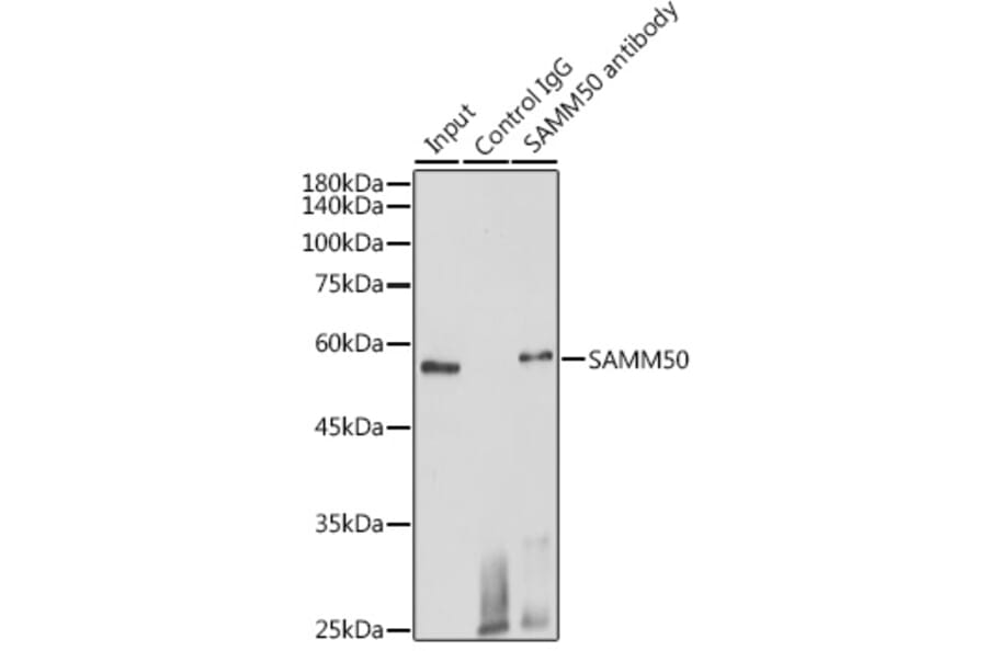 Western Blot - Anti-SAMM50/SAM50 Antibody (A11642) - Antibodies.com