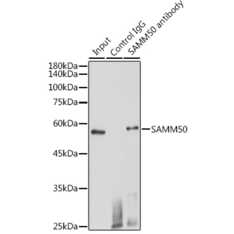 Western Blot - Anti-SAMM50/SAM50 Antibody (A11642) - Antibodies.com
