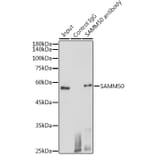 Western Blot - Anti-SAMM50/SAM50 Antibody (A11642) - Antibodies.com
