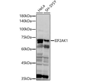 Western Blot - Anti-Heme-regulated inhibitor Antibody (A11643) - Antibodies.com