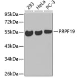 Western Blot - Anti-PRPF19 Antibody (A3419) - Antibodies.com