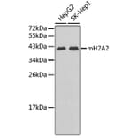 Western Blot - Anti-mH2A2 Antibody (A3453) - Antibodies.com