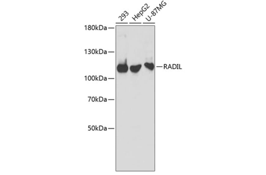 Western Blot - Anti-RADIL Antibody (A3455) - Antibodies.com
