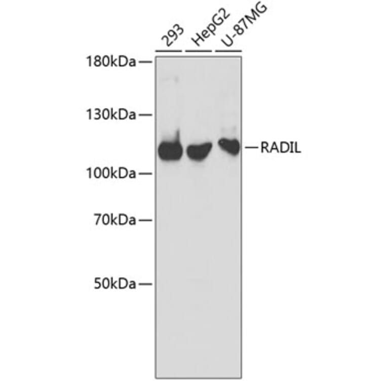 Western Blot - Anti-RADIL Antibody (A3455) - Antibodies.com