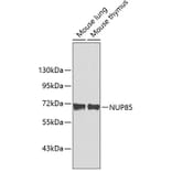 Western Blot - Anti-NUP85 Antibody (A3504) - Antibodies.com