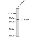 Western Blot - Anti-ZKSCAN3 Antibody (A3514) - Antibodies.com