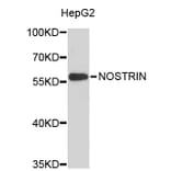 Western Blot - Anti-NOSTRIN Antibody (A3541) - Antibodies.com