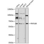 Western Blot - Anti-RNF168 Antibody (A11657) - Antibodies.com