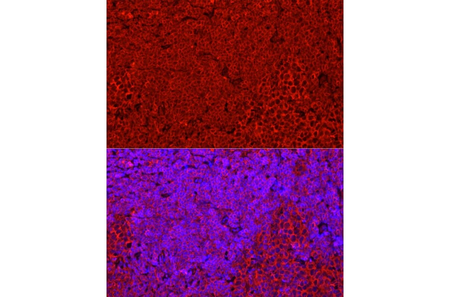 Immunofluorescence - Anti-STING Antibody (A11658) - Antibodies.com