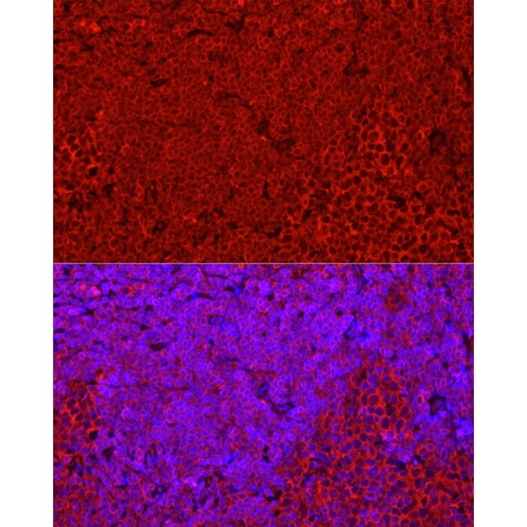 Immunofluorescence - Anti-STING Antibody (A11658) - Antibodies.com