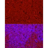 Immunofluorescence - Anti-STING Antibody (A11658) - Antibodies.com