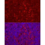 Immunofluorescence - Anti-STING Antibody (A11658) - Antibodies.com