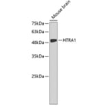 Western Blot - Anti-HTRA1 Antibody (A3631) - Antibodies.com