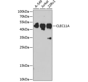 Western Blot - Anti-SCGF Antibody (A11666) - Antibodies.com